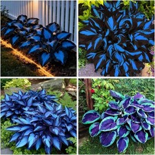 220 Hosta Seeds Blue Perennial for Planting,Hosta Seeds Blue and Black,Rare Hos