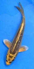 6” Yamabuki Ogon Live Fish. Its Good Luck To Have A Golden Koi In The Pond! #241