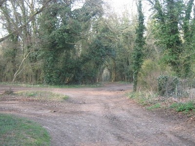 Photo A3 Track in Free Down Wood Martin Mill A track (and footpath) lead c2011