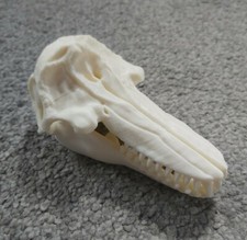 Killer Whale Skull Model Moving Jaw Bones 3d Printed Pick Your Colour