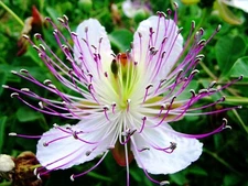 Capparis Spinosa, Caper Bush, Edible Flinders Rose 20 Seeds / USA