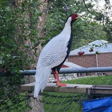 April Pre-order Silver Pheasant four 4 Hatching Eggs