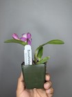 NEW! Unreleased 2027 Cattleya (Slc. Angel Eyes x Slc. Warpaint) SVO 11503 — photo 7