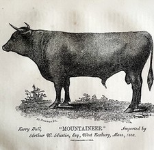 Mountaineer Kerry Bull Cow 1863 Victorian Agriculture Animals Art DWZ4A