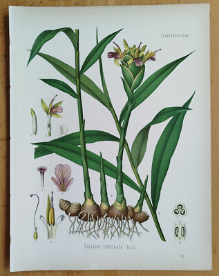 Ginger Zingiber officinalis - Botanical Print Koehler Medicinal
