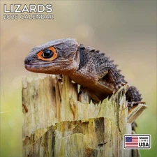 Lizards Calendar 2026  - Cute Animal Wall Calendar - Made in the USA!