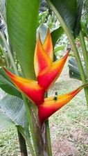 New HELICONIA STRICTA HEART OF GOLD LIVE RHIZOME TROPICAL PLANT