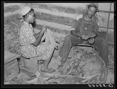 Carr North Carolina 1939 Negro Sharecropper Wife Stripping Grading Tobacco