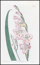 1808 CURTIS Botanical GLADIOLUS COMMUNIS  Corn Flag Pl 1575 (CB9/172)