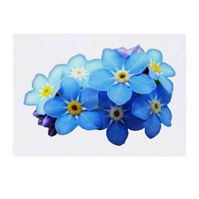 'Forget-Me-Nots' Temporary Tattoos / Transfers TO00032269 