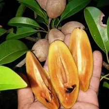 35+ Sapodilla Cucumber Seedss (Manilkara zapota) For Planting