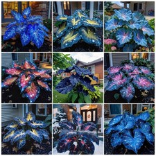 321 Mixed Hosta Seeds for Shady Areas   Cold-Tolerant Perennial Foliage Plant...