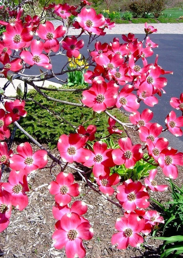 Red Flowering Dogwood Tree 3-4 feet Tall, Bare root, Tree for All Seasons - Image 3 of 4