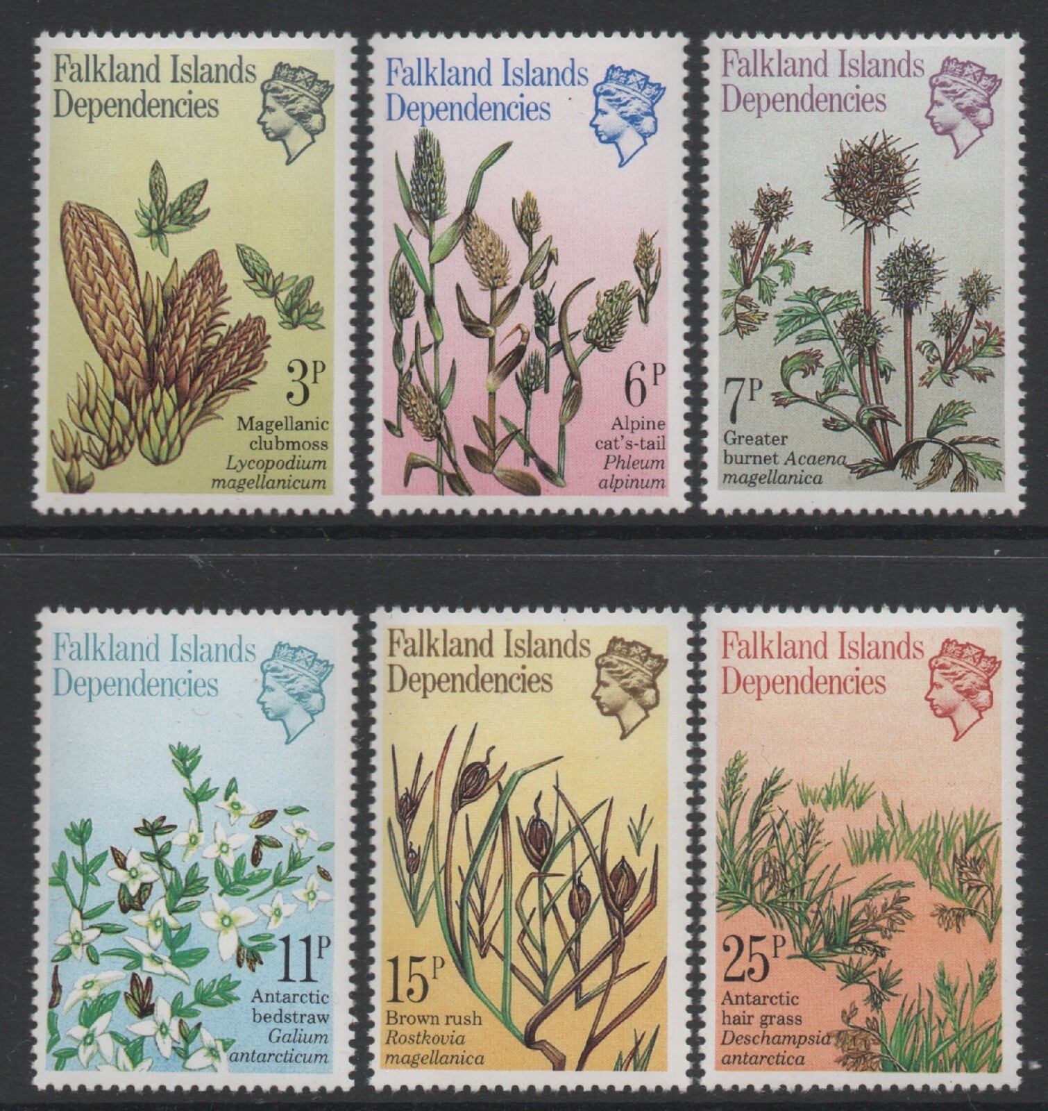 Falkland Islands Dep 1981 Plants set of 6 MUH