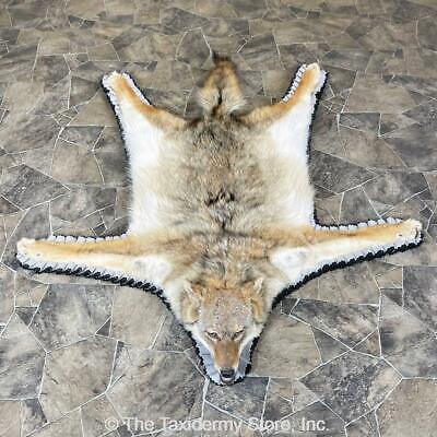 North American Coyote Taxidermy Rug, How To Make A Coyote Skin Rug