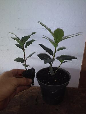 Laurus nobilis - 'Bay Leaf Tree'  - Bay Laurel live  plant free shipping