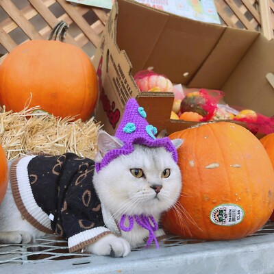 Star witch crochet hats for cats and small dogs/ knit cat hat