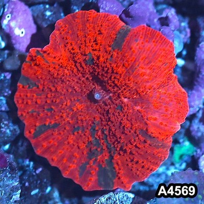Item#A4569IN4569(S) WYSIWYG Indo Ultra Unique Candy Crush Jawbreaker Mushroom