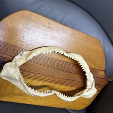 Bull Shark Jaw 13 X 7 Inches
