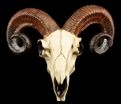 Totenkopf - Widder Schädel - Western Deko Büffel Rind Wand Totenschädel - Bild 1 von 4
