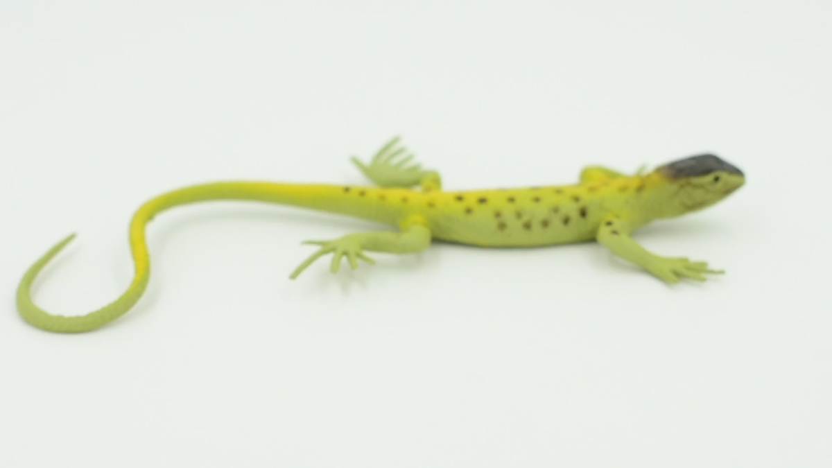 Arizona Night Lizard, Rubber Toy, Realistic Figure, Model, 5