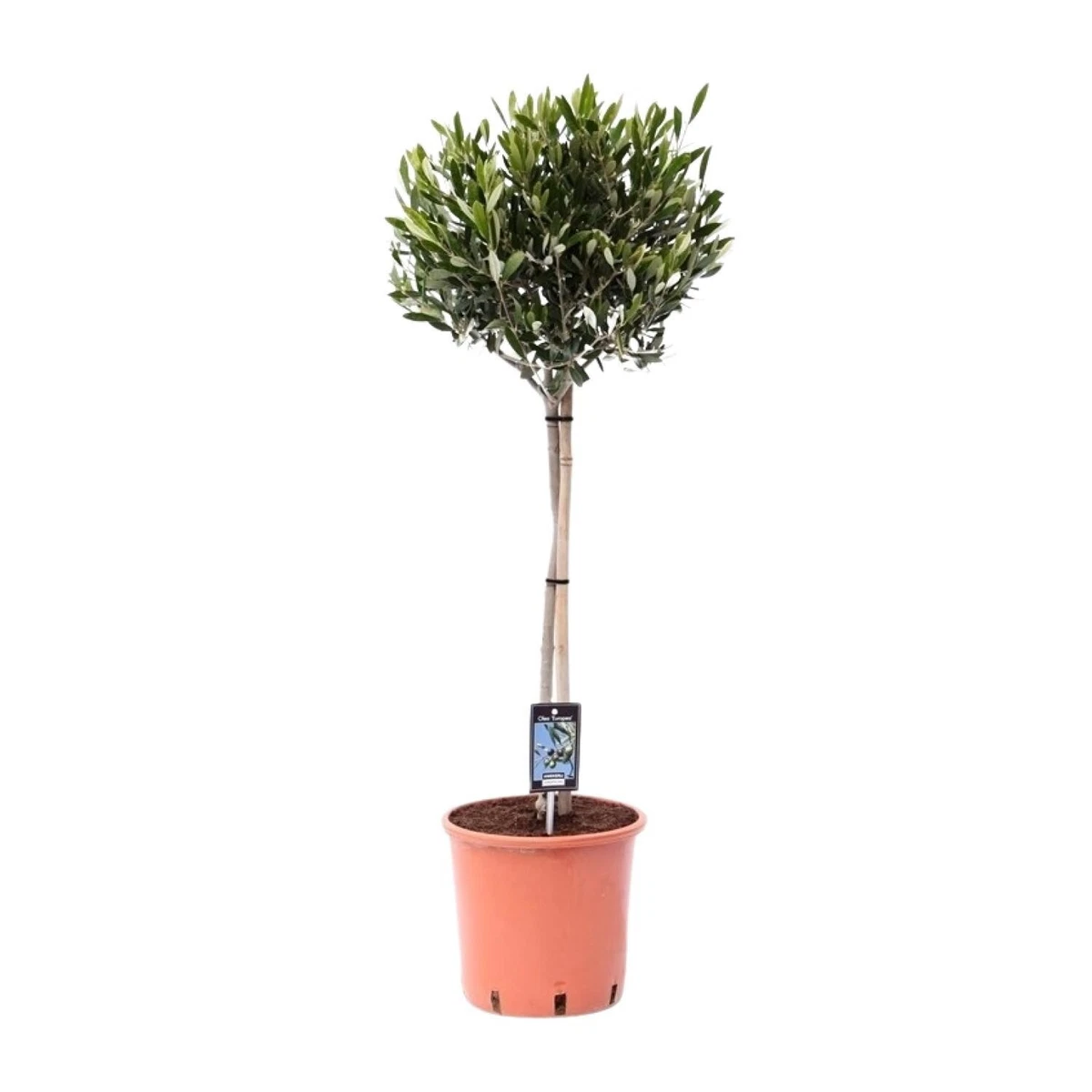 Trockene Olivenbaum Pflanzen, Bume online kaufen | eBay.de