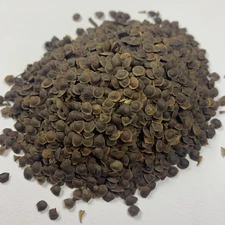 MIMOSA PUDICA Seeds BULK *Free Shipping* Shy Plant, Sensitive Plant - 5000 Seeds