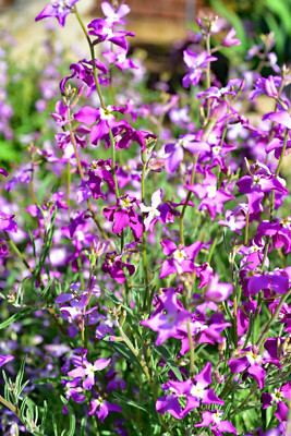 3000 Evening Scented (Night) Stock Matthiola Flower Seeds BULK, Lilac-Pink  Mix | eBay