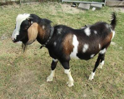 mini goats for sale brisbane