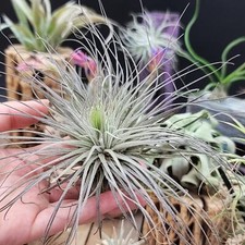 Tillandsia Magnusiana Air Plant Real Live Bromeliads
