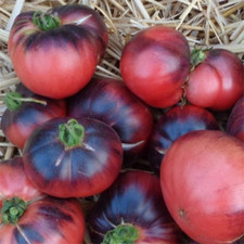 35 Graines - Tomate Indigo Blue Beauty - Ancienne - Semences Paysannes - BIO