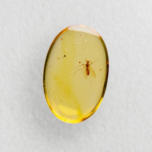 PERFECT DIPTERA in Burmese / Burmite amber fossil / 100% genuine amber - Picture 4 of 4