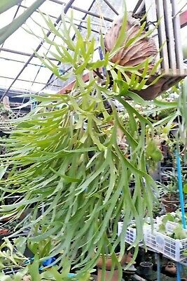Staghorn Fern Platycerium Mt Kitshakood Thin Form plant FREE Staghorn Fern Platycerium Mt Kitshakood Thin Form plant FREE
