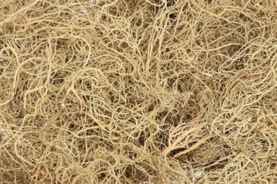 Usnea Lichen Whole (Usnea barbata) Wild Crafted FREE SHIP