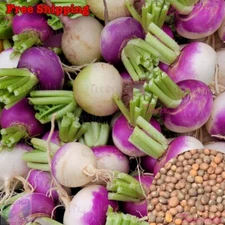 Purple Top White Globe Turnip Seeds, Royal Crown Seeds | Vegetable Seeds