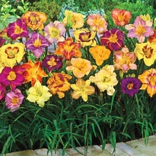 4 REBLOOMING DAYLILY MIXTURE Live Perennial Flower Bulb Bare Root Plants