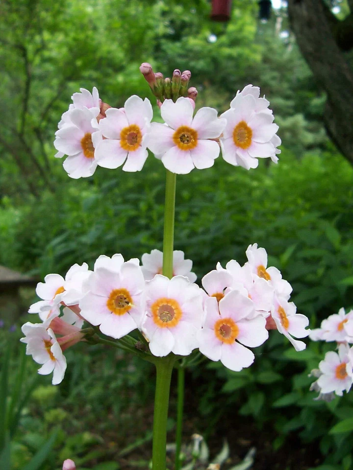 Sementes de prímula japonesa, prímula de candelabro, 300+ (Primula Japonica.) Perene - Imagem 2 de 4