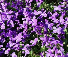 Samen vom DUFTVEILCHEN - die Blüten lecker in Süßspeisen und dekorativ im Salat
