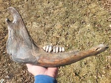 Historic Bison lower jaw bone buffalo not a fossil