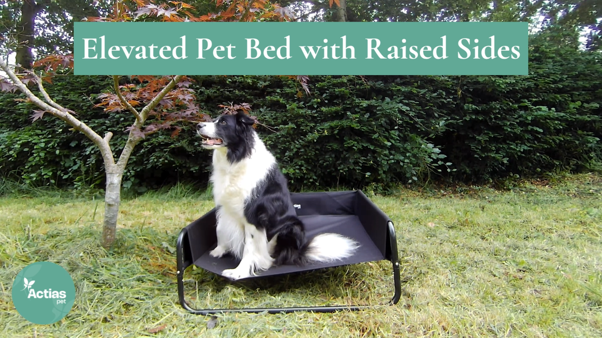 Elevated Dog Bed Pet Cat with Raised Sides Camping Cot Indoor