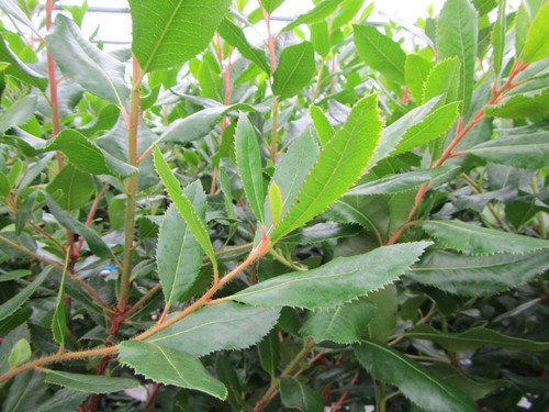 Arbutus unedo - Mini-Stamm - Erdbeerbaum - winterharte Pflanze 60-80cm - Bild 4 von 4