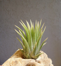 Tillandsia Ionantha Albo-Marginata Rare Air Plants