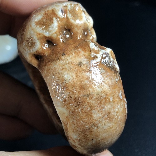 81G AMAZING PERMIAN WHOLE AMMONITE FOSSIL MOLLUSCA TIMOR - Picture 8 of 16