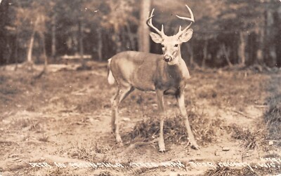 HIRSCH IM PENINSULA STATE PARK, DOOR COUNTY, WINCONSIN FOTO POSTKARTE #234313