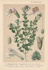Eyebright (Euphrasia Rostkoviana) Chromolithograph From 1893 Medicinal Plants