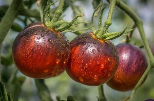 Tomatensamen bunte JAWEL Samen rot gestreifte Tomaten Bio Ukraine 20 Samen D