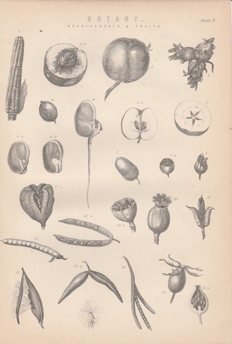 Früchte Samen Mais Apfel Erbse Mohn Eichel LITHOGRAPHIE von 1890 Botanik - 第 1/1 張圖片