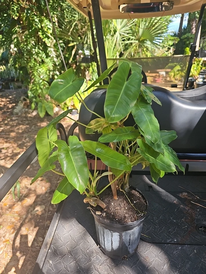 XL Philodendron Burle Marx Live Plant Green Leaf rooted multi grow  - Image 2 of 4