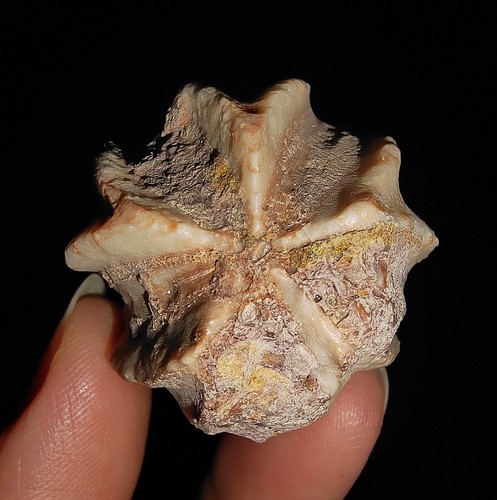 018 ECHINODERMATA BLASTOIDE, DELTOBLASTUS TIMORENSIS DE TIMOR INDONESIA, 33MM - Imagen 9 de 10