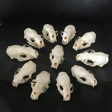 10 pcs Real mink skulls, animal specimens, skull gifts mink skull specimen